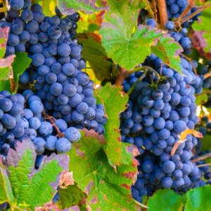 Grape Vine Live Plant, Grape Plant Live For Planting, 2-3 Feet Tall, Grape Tree Live Plant