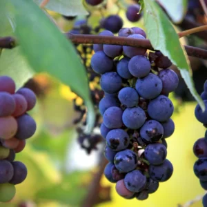 Grape Vine Live Plant, 2-3 Feet Tall, Sweet Grape Plant Live for Outdoor Planting, Grape Tree Live Plant, Grape Fruit