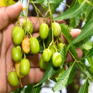 Neem Tree Live Plant, 8-10 Inch Tall, Neem Plant Live, Sweet Neem Seedling for Outdoor Planting