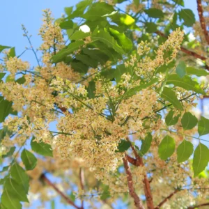 Neem Tree Live Plant, 8-10 Inch Tall, Neem Plant Live, Sweet Neem Seedling for Outdoor Planting