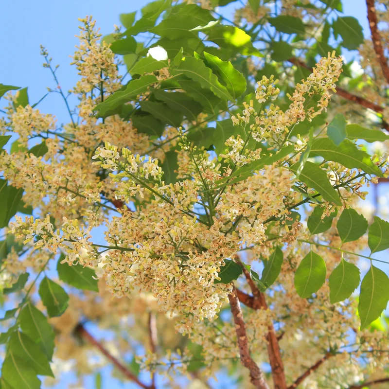 Neem Tree Live Plant, 8-10 Inch Tall, Neem Plant Live, Sweet Neem Seedling for Outdoor Planting