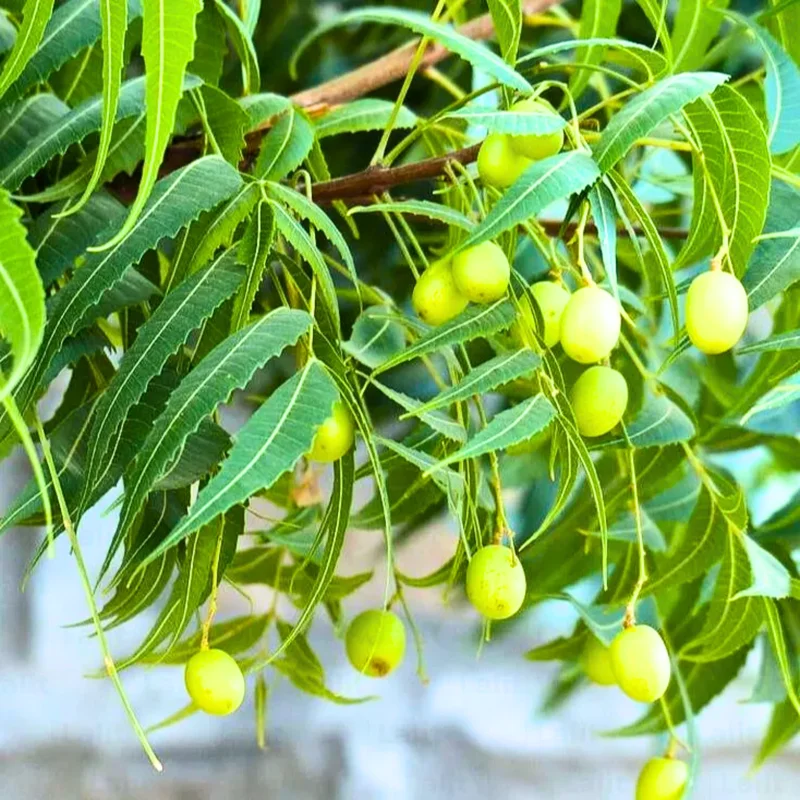Neem Tree Live Plant, 8-10 Inch Tall, Neem Plant Live, Neem Tree Plant Live, Neem Seedling