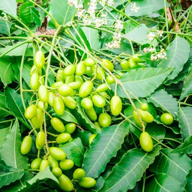 Neem Tree Live Plant, 8-10 Inch Tall, Neem Plant Live, Neem Tree Plant Live, Neem Seedling