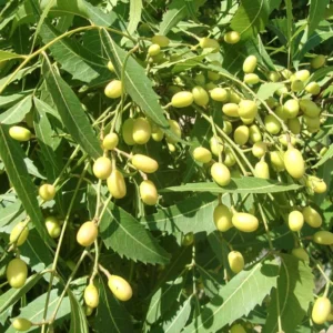 Neem Tree Live Plant, 8-10 Inch Tall, Neem Plant Live, Sweet Neem Seedling for Outdoor Planting