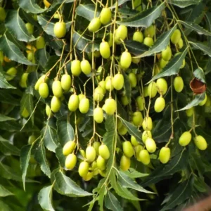 Neem Tree Live Plant, 8-10 Inch Tall, Neem Plant Live, Sweet Neem Seedling for Outdoor Planting