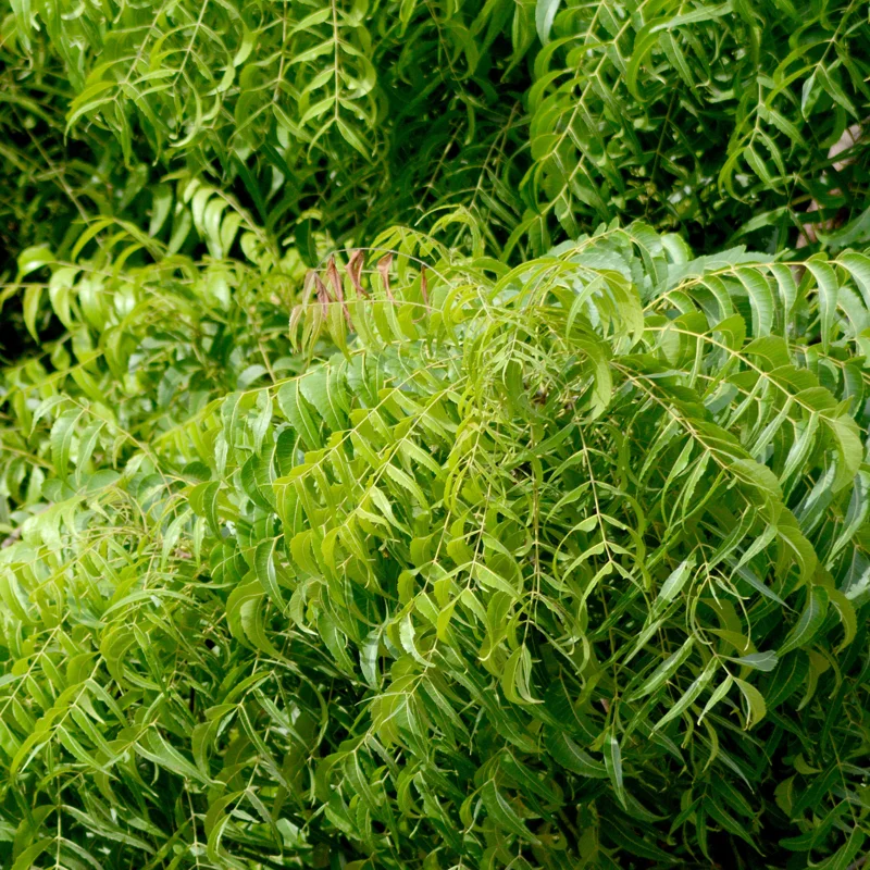 Neem Tree Live Plant, 8-10 Inch Tall, Neem Plant Live, Neem Tree Plant Live, Neem Seedling