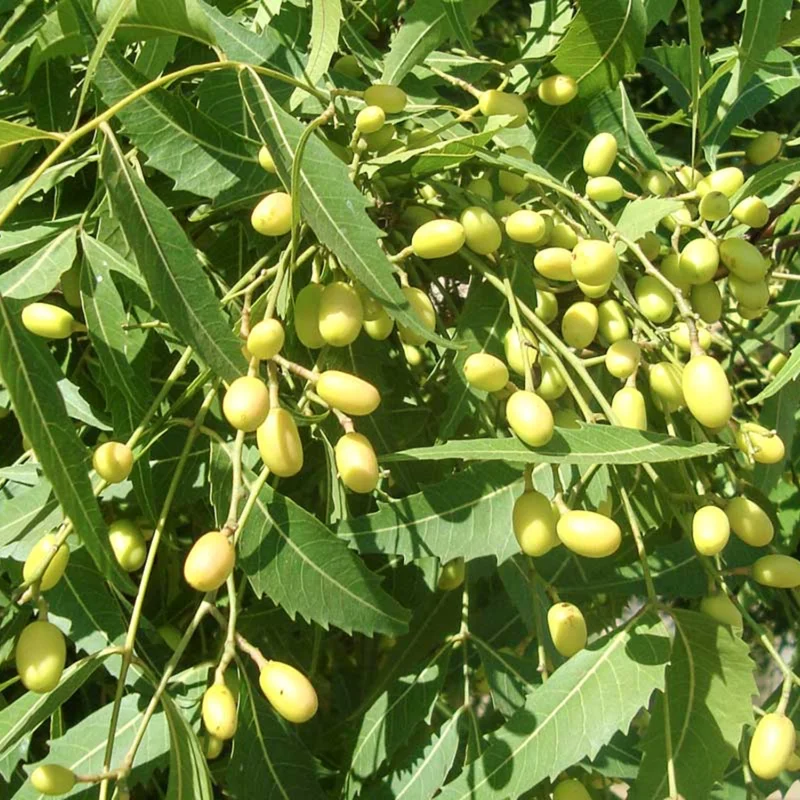 Neem Tree Live Plant, 8-10 Inch Tall, Neem Plant Live, Neem Tree Plant Live, Neem Seedling