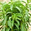 2 Stevia Plants Live, 5-9 Inch Tall, Stevia Seedlings For Planting Indoor Outdoor, Stevia Mint Herb