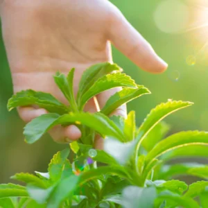 2 Stevia Plants Live, 5-9 Inch Tall, Stevia Seedlings for Indoor Outdoor Planting, Sweet Stevia Herb