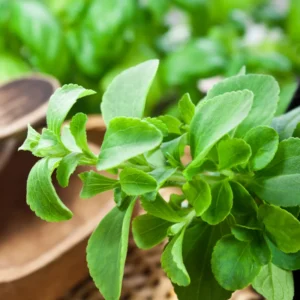 2 Stevia Plants Live, 5-9 Inch Tall, Stevia Seedlings for Indoor Outdoor Planting, Sweet Stevia Herb