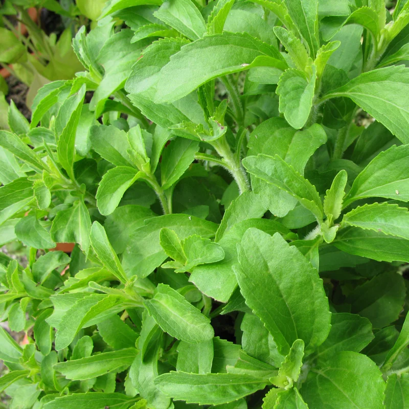 2 Stevia Plants Live, 5-9 Inch Tall, Stevia Seedlings for Indoor Outdoor Planting, Sweet Stevia Herb