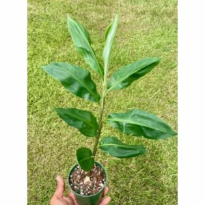 Awapuhi Shampoo Ginger Plant Live, 5-9 Inch Tall, Zingiber Zerumbet Pinecone Ginger Seedling