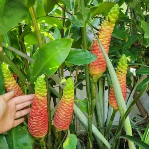 Awapuhi Shampoo Ginger Plant Live, 5-9 Inch Tall, Zingiber Zerumbet Pinecone Ginger Seedling