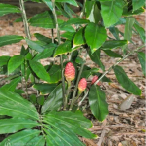 Awapuhi Shampoo Ginger Plant Live, 5-9 Inch Tall, Zingiber Zerumbet Pinecone Ginger Seedling