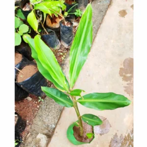 Live Awapuhi Shampoo Ginger Plant, 5-9 Inch Tall, Hawaiian Pinecone Ginger Live Plant for Gardens And Landscaping