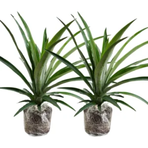 2 Pineapple Plants Live, 5-9 Inc Tall, Pineapple Fruit Trees Live Plants, Pineapple Seedlings