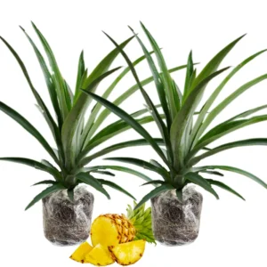 2 Pineapple Plants Live, 5-9 Inc Tall, Pineapple Fruit Trees Live Plants, Pineapple Seedlings