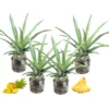 3 Pineapple Plants Live, 5-9 Inch Tall, Tropical Pineapple Fruit Tree Seedlings for Planting
