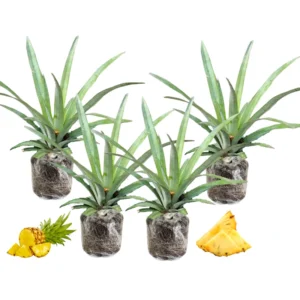 3 Pineapple Plants Live, 5-9 Inch Tall, Tropical Pineapple Fruit Tree Seedlings for Planting