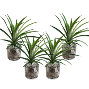 3 Pineapple Plants Live, 5-9 Inch Tall, Tropical Pineapple Fruit Tree Seedlings for Planting