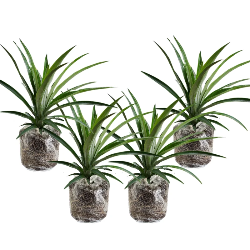 3 Pineapple Plants Live, 5-9 Inch Tall, Tropical Pineapple Fruit Tree Seedlings for Planting