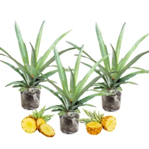 4 Pineapple Fruit Trees Live Plants, Pineapple Seedlings for Backyard Gardening, Pineapple Plants Live