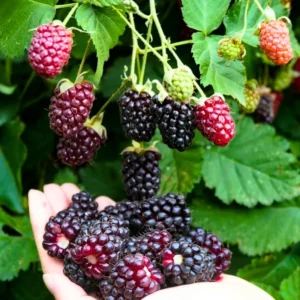 2 Sweet Boysenberry Plants Live, 5-9 Inch Tall, Boysenberry Trees Live Plants, Boysenberry Seedlings