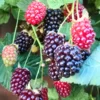 2 Sweet Boysenberry Plants Live, 5-9 Inch Tall, Boysenberry Trees Live Plants, Boysenberry Seedlings