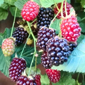 2 Sweet Boysenberry Plants Live, 5-9 Inch Tall, Boysenberry Trees Live Plants, Boysenberry Seedlings