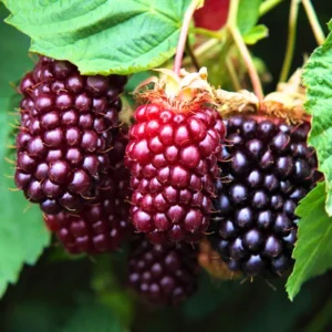 2 Sweet Boysenberry Plants Live, 5-9 Inch Tall, Boysenberry Trees Live Plants, Boysenberry Seedlings