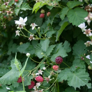2 Sweet Boysenberry Plants Live, 5-9 Inch Tall, Boysenberry Trees Live Plants, Boysenberry Seedlings