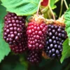 Sweet Boysenberry Plants Live, 2-Pack Boysenberry Seedlings, Fast Growing Fruit Plants, 5-9 Inch Tall