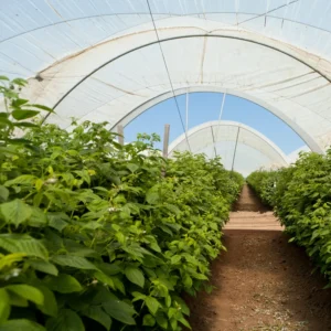 Sweet Boysenberry Plants Live, 2-Pack Boysenberry Seedlings, Fast Growing Fruit Plants, 5-9 Inch Tall