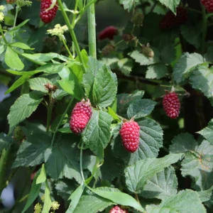 Sweet Boysenberry Plants Live, 2-Pack Boysenberry Seedlings, Fast Growing Fruit Plants, 5-9 Inch Tall