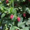 2 Sweet Boysenberry Plants Live, 5-9 Inch Tall, Boysenberry Trees Live Plants, Boysenberry Seedlings