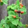 Sweet Boysenberry Plants Live, 2-Pack Boysenberry Seedlings, Fast Growing Fruit Plants, 5-9 Inch Tall