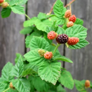 Sweet Boysenberry Plants Live, 2-Pack Boysenberry Seedlings, Fast Growing Fruit Plants, 5-9 Inch Tall