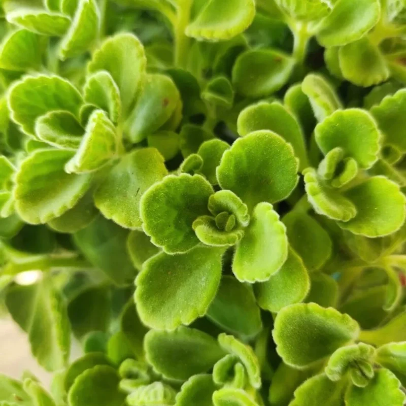 Set 2 Plectranthus Vick Plant Live, Vick Herb Plant, 4-6 Inch Tall For Planting Indoor Outdoor