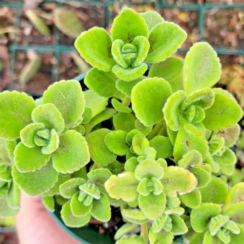 Set 2 Plectranthus Vick Plant Live, Vick Herb Plant, 4-6 Inch Tall For Planting Indoor Outdoor