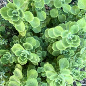 Set 2 Plectranthus Vick Plant Live, Vick Herb Plant, 4-6 Inch Tall For Planting Indoor Outdoor