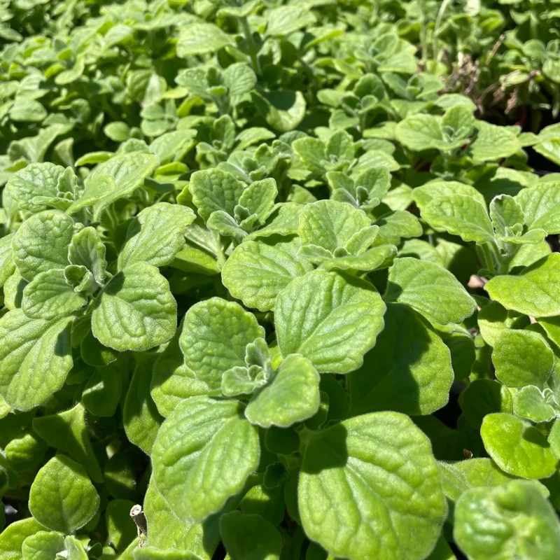 Set 2 Plectranthus Vick Plant Live, Vick Herb Plant, 4-6 Inch Tall For Planting Indoor Outdoor