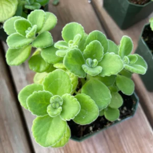 Set 2 Plectranthus Vick Plant Live, Vick Herb Plant, 4-6 Inch Tall For Planting Indoor Outdoor