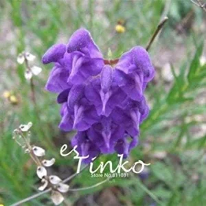 Vistaric 50pcs Baical Skullcap Root Seeds Chinese Medicine Herb Scutellaria Baicalensis Georgi Flower Seeds Bonsai Plant DIY Home Garden