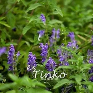 Vistaric 50pcs Baical Skullcap Root Seeds Chinese Medicine Herb Scutellaria Baicalensis Georgi Flower Seeds Bonsai Plant DIY Home Garden