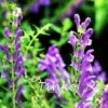 Vistaric 50pcs Baical Skullcap Root Seeds Chinese Medicine Herb Scutellaria Baicalensis Georgi Flower Seeds Bonsai Plant DIY Home Garden