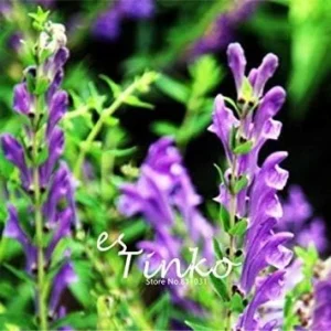 Vistaric 50pcs Baical Skullcap Root Seeds Chinese Medicine Herb Scutellaria Baicalensis Georgi Flower Seeds Bonsai Plant DIY Home Garden