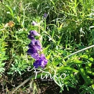 Vistaric 50pcs Baical Skullcap Root Seeds Chinese Medicine Herb Scutellaria Baicalensis Georgi Flower Seeds Bonsai Plant DIY Home Garden