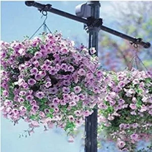 VISTARIC Multicolored: 200 Seeds Heirloom Hanging Petunia Mixed Seeds Color Waves Hanging Basket Petunia Beautiful Flowers Light Up Your Garden Multicolored