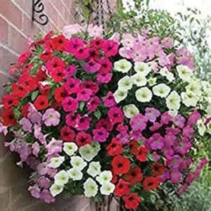 VISTARIC Multicolored: 200 Seeds Heirloom Hanging Petunia Mixed Seeds Color Waves Hanging Basket Petunia Beautiful Flowers Light Up Your Garden Multicolored