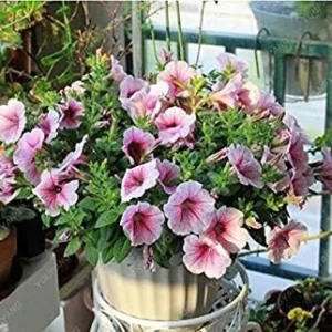 VISTARIC Multicolored: 200 Seeds Heirloom Hanging Petunia Mixed Seeds Color Waves Hanging Basket Petunia Beautiful Flowers Light Up Your Garden Multicolored